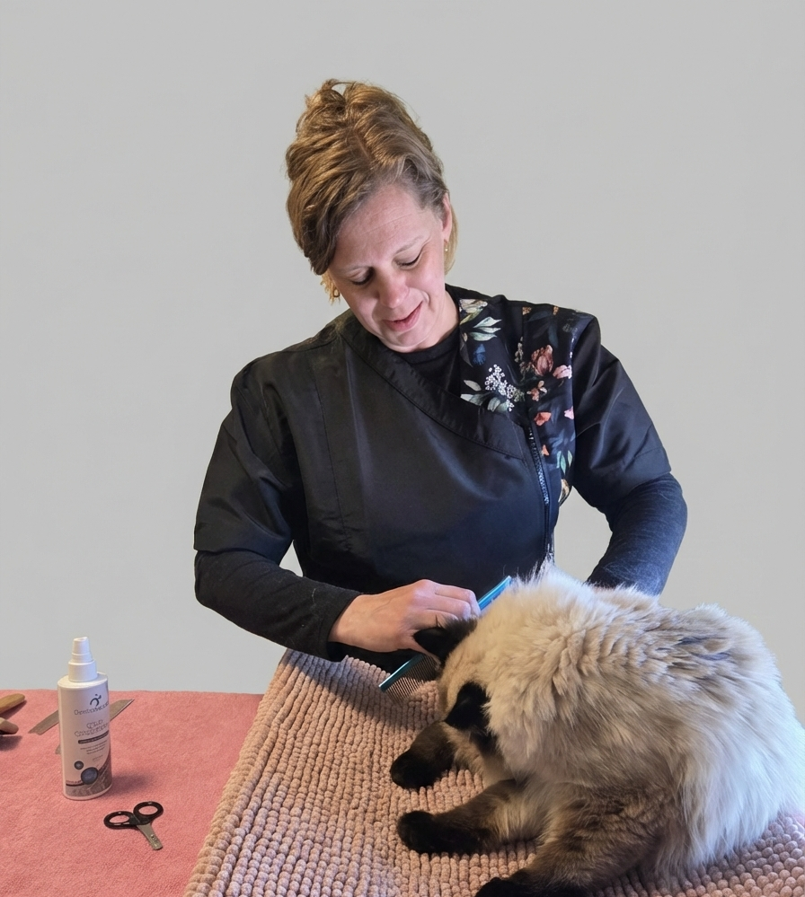 Kattentrimmer Brenda van Fur Real aan het werk in Rotterdam.